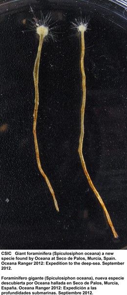 Protozoo descubierto en Murcia