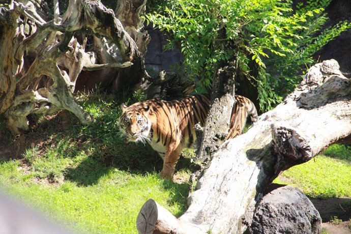 Un tigre de Bioparc Fuengirola animal zoológico