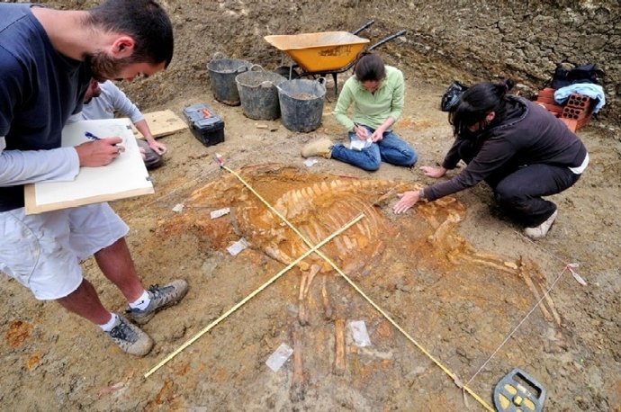 Esqueleto de bóvido hallado en el Camp dels Ninots