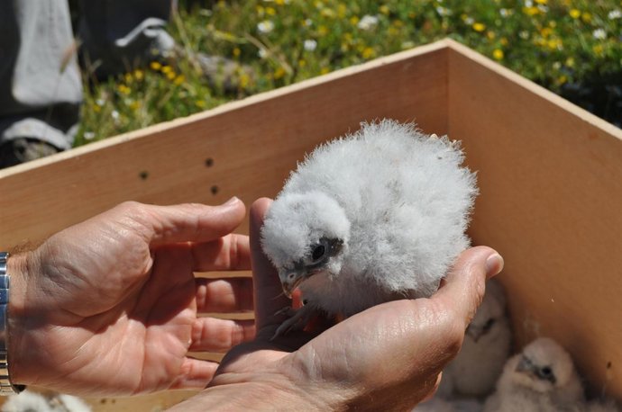 Medio Ambiente libera 30 pollos de cernícalo primilla en Camporrobles