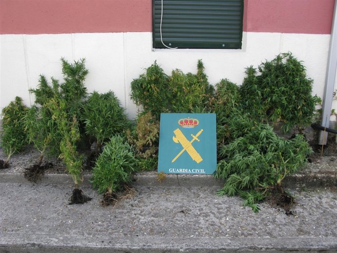 Plantas de marihuana intervenidas a vecino de Boborás