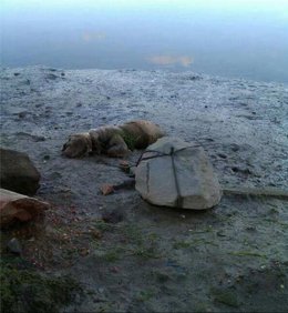 Perro amarrado a una piedra en la playa para que muriera
