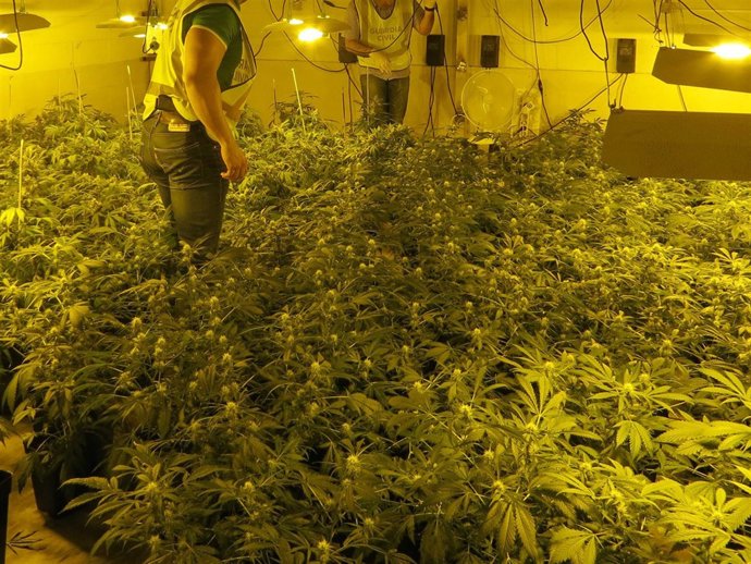 Plantación de marihuana intervenida en una nave industrial