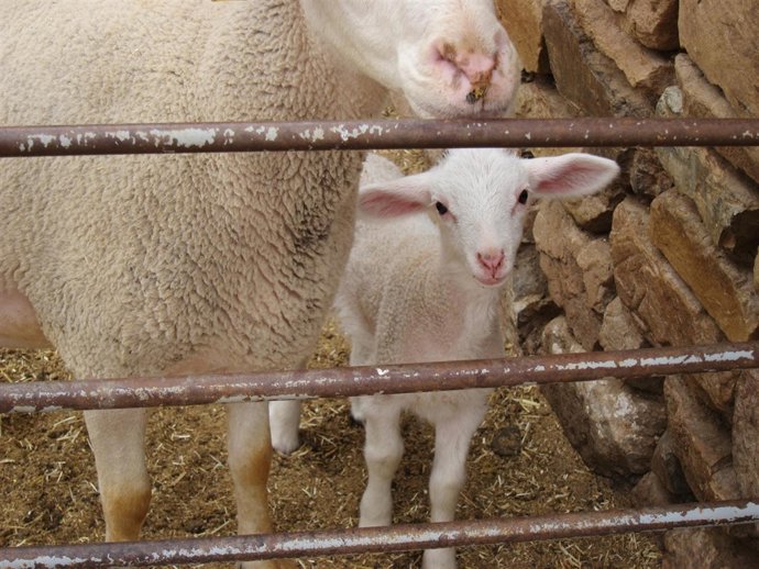 Cordero, Ganado Ovino, Granja, Corral
