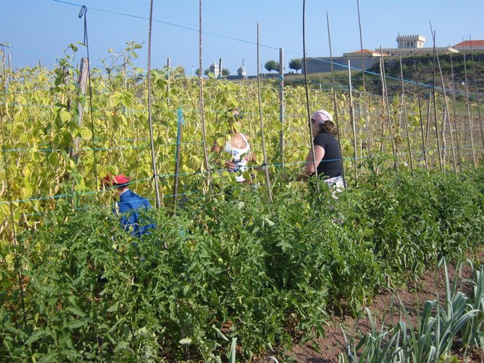 Los internos cultivando las alubias
