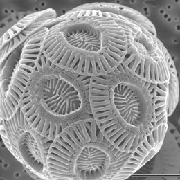Alga microscópica