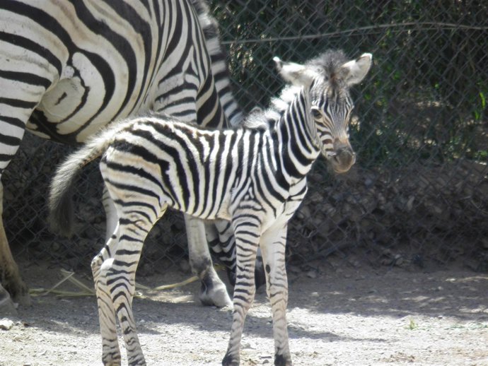 Cebra nacida en el Oasis Park de Fuerteventura 