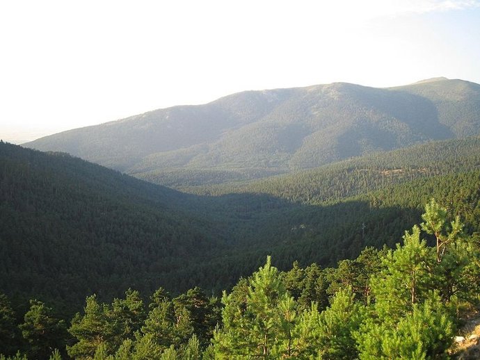 Pinar, monte, montaña, bosque, Guadarrama