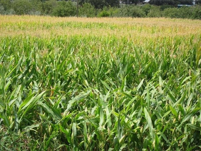 Campo de maíz.