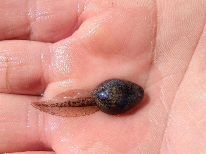 Renacuajo rescatado en una balsa de Montmell. Anfibio 