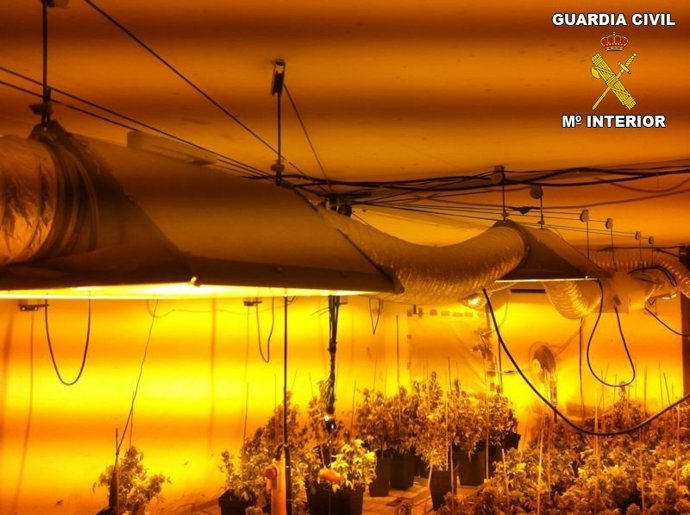 Laboratorio de marihuana desmantelado en Alberic