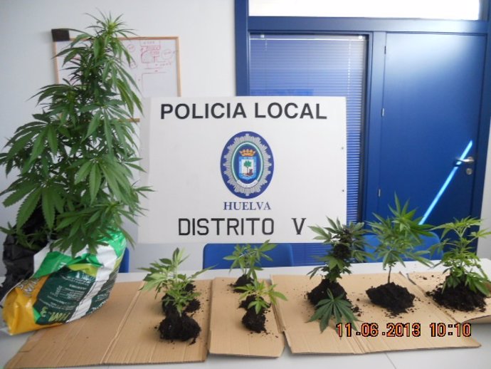 Marihuana intervenida por la Policía Local. 