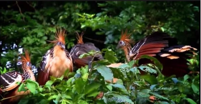 Aves en Perú, ornitología
