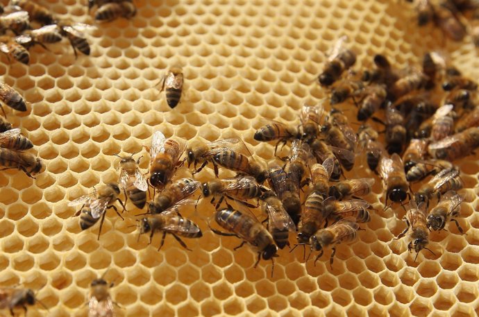 BERLIN, GERMANY - MAY 22:  Bees cover a honeycomb rack as urban beekeeper Erika 