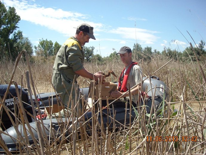 Rescatadas aves amenazadas después de la avenida del Ebro.