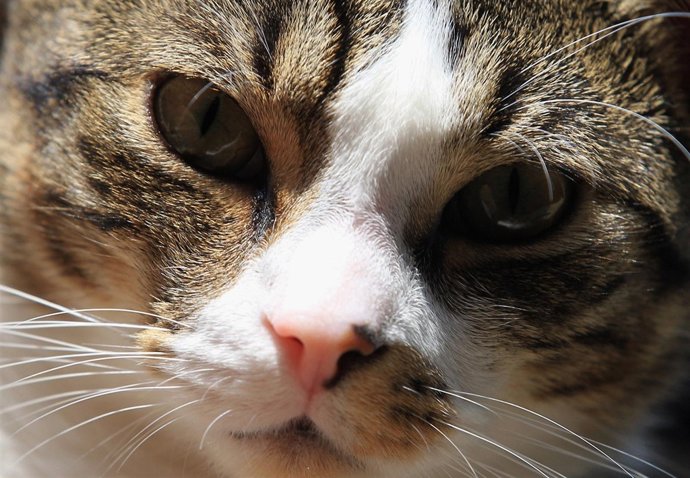 ¿Gatos En Gran Hermano?