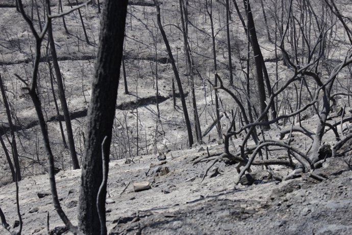 Bosques Afectados Por El Incendio Del Empordà