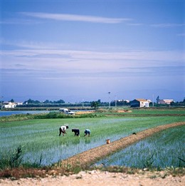 Arrozales del Delta