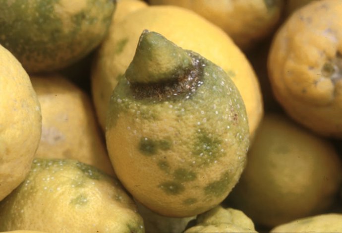 Limones afectados por el ácaro Tetranychus urticae o 'arañita roja'.