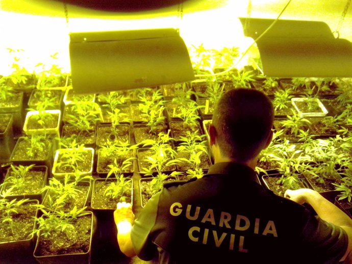 Guardia Civil, marihuana