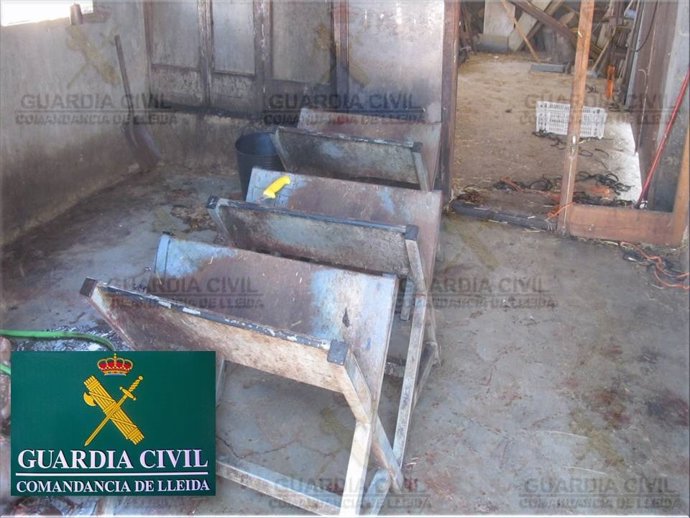 Matadero clandestino localizado en Almacelles