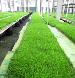 Césped del viejo San Mamés