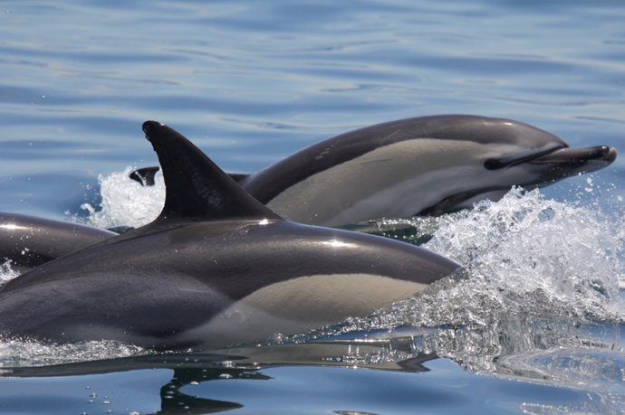 Delfines mulares en el Golfo de Cádiz