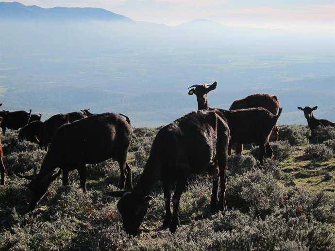 Cabra. Cabras. Ganado caprino. Rebaño. Pastoreo. 