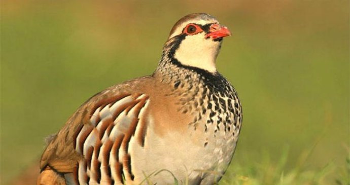 Las perdices de granja son a menudo un cruce de perdiz roja y perdiz chukar