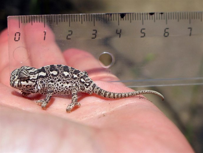 Camaleón nacido en el Centro de Control de la Biodiversidad de Málaga
