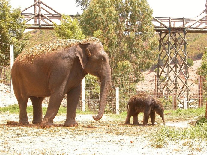 Kanvar recién nacido 