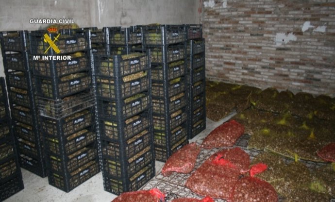 Caracoles recuperados en la operación Aspersa