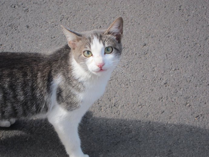 Las mascotas no se deben comprar como juguetes