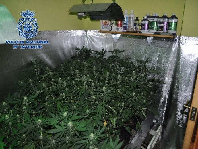 Plantas de marihuana incautadas en un domicilio de Quart de Poblet