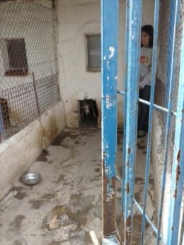 Lugar donde tenía a los perros