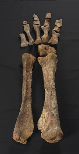 Huesos de dinosaurio expuestos en Morella