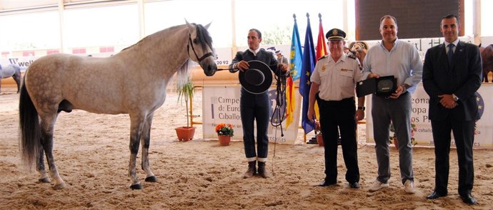 Indio JT III, elegido caballo de pura raza española más bello de Europa