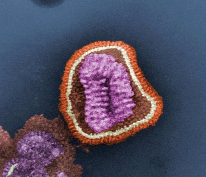 Imagen del virus de la gripe tradicional