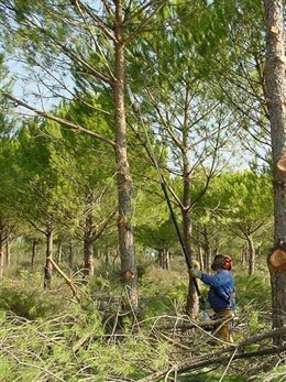 Programa de mejora forestal de la Junta de Andalucía