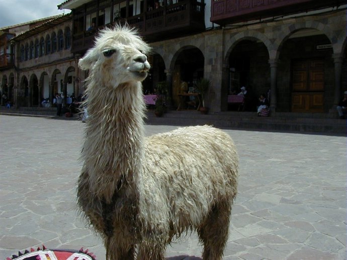 Llama    