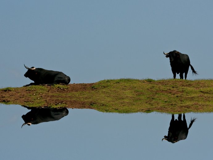 Toros 