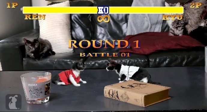 Parodia de Street Fighter II Cat Fighter II videojuego gatos