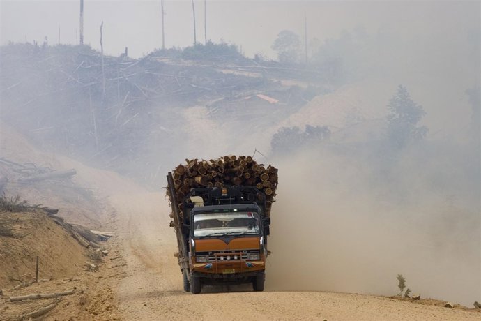 Deforestación En Indonesia