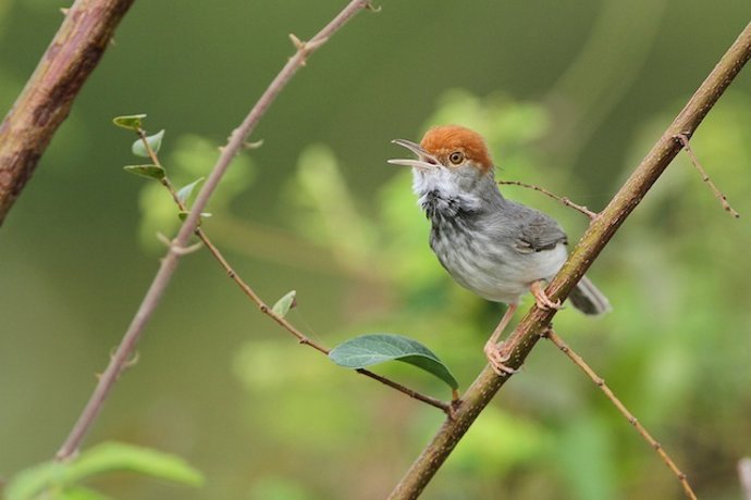El pájaro sastre camboyano, nueva especie de ave descubierta