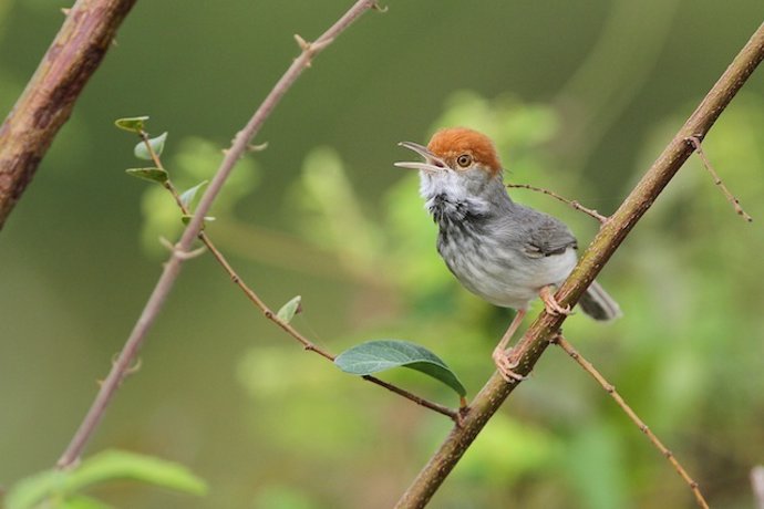 El pájaro sastre camboyano, nueva especie de ave descubierta