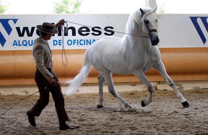 Imagen de un caballo trabajando en pista
