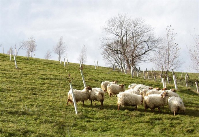 Árboles Plantados Y Rebaño De Oveja Lacha