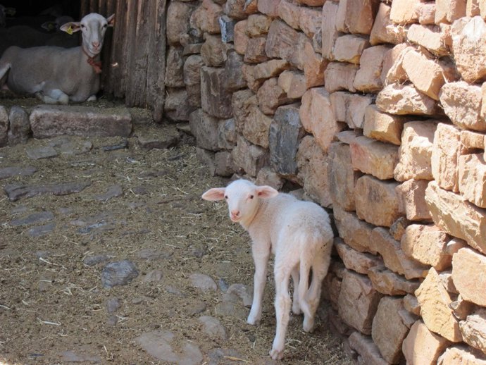 Cordero, Ganado Ovino