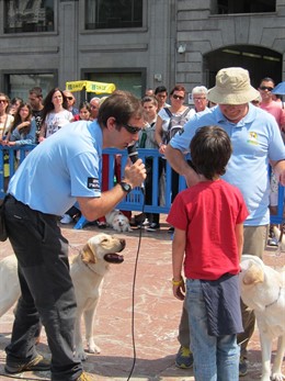 Los Monitores De La Fundación Con Un Voluntario Y Los Perros En La Exhibición