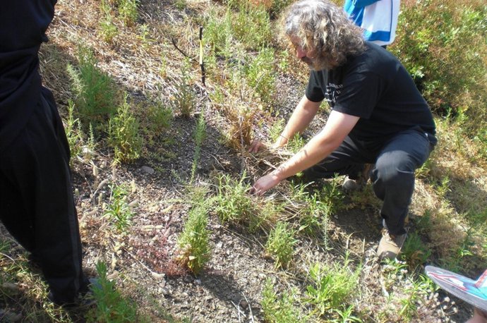 Un hombre reforesta el monte incendio vegetación